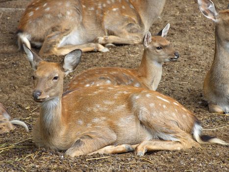 Young spotted fawns
