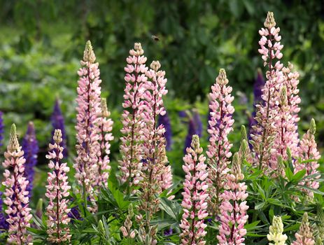 Pink Lupine. This image has been converted from a RAW-format.