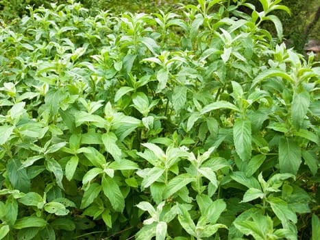 Closeup of wild fresh peppermint (Mentha piperita) plant.