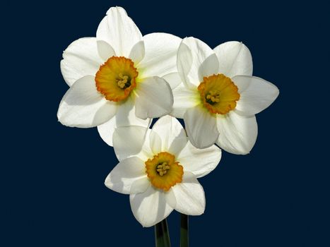 Yellow lent lily flowers isolated over dark-blue background