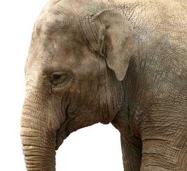 Close up of an elephants head isolated over white.