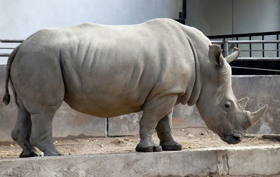 Black Rhinoceros (Diceros bicornis). Male.