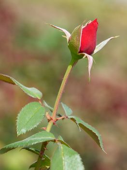 Closeup of red rosebud