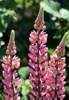 Pink Lupine - close-up. This image has been converted from a RAW-format.