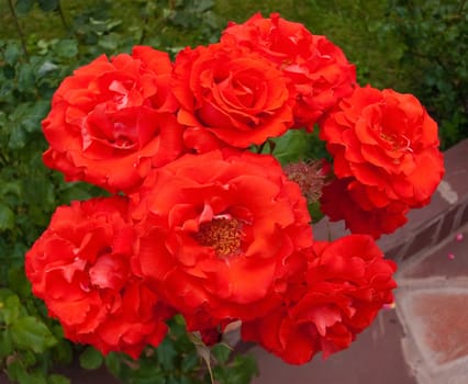 Close-up of the inside of a red roses