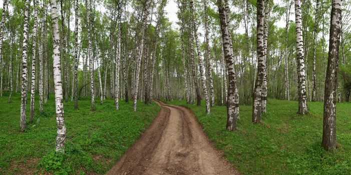 Natural panoramic of birchwood. 
This image has been converted from a RAW-format.