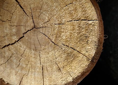 Cut log, background of wooden cut texture