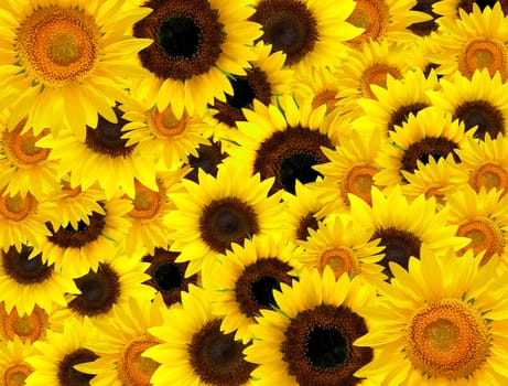 Yellow Sunflowers background.