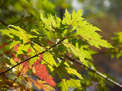 Autumn leaves, very shallow focus