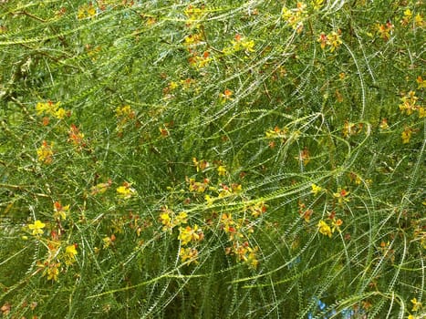 Green leaves background with yellow flowers in sunny day