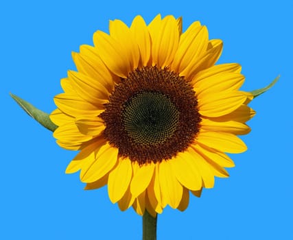Beautiful yellow Sunflower isolated over blue. Clipping path.