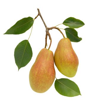 Juicy pears isolated over white. Clipping path.