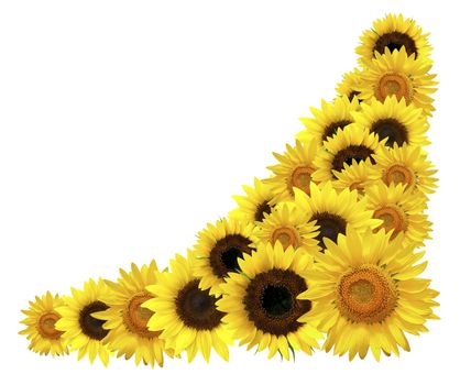 Sunflowers corner element isolated over white for design.