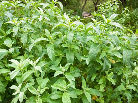 Closeup of wild fresh peppermint (Mentha piperita) plant.