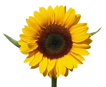 Beautiful yellow Sunflower isolated over white. Clipping path.