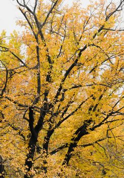 Big autumn tree of yellow color