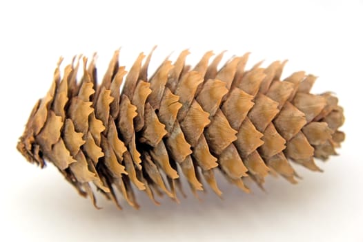 Pine cone isolated over white