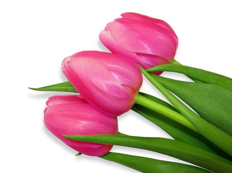 Pink tulips isolated on white background