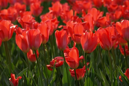 Field of beautiful red tulips in spring.