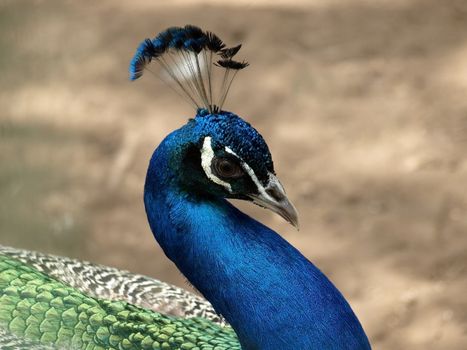 Indian peacock (Pavo cristatus). This image has been converted from a RAW-format.