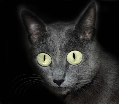 Mystical burmese Cat (Russian blue) over black background.