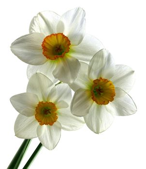 Yellow lent lily flowers isolated over white background