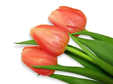 Red tulips isolated on white background