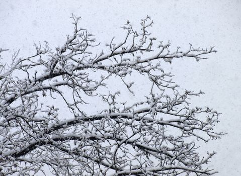 Winter tree.