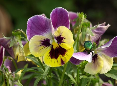 Pansy macro and beetle