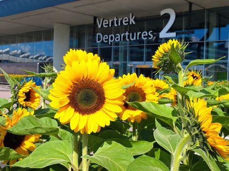 Beautiful yellow Sunflowers near main entrance of Amsterdam Schiphol Airport