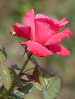 Closeup of red rose
