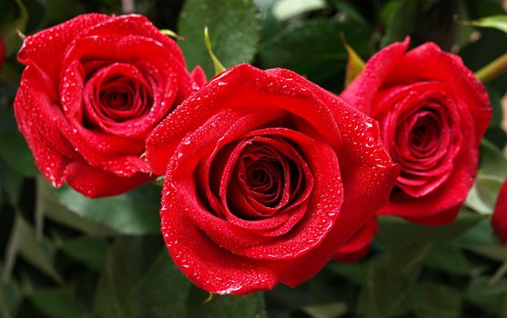 Three beautiful red roses with water drops