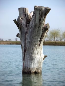 Stump in calm water surface in spring