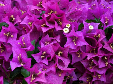 Pink-purple tropical flower background.