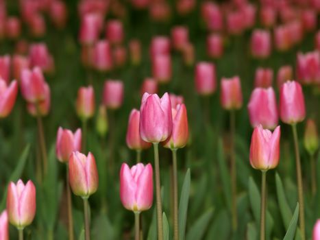 Field of beautiful pink tulips in spring.