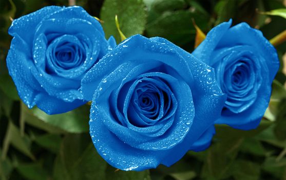 Three beautiful blue roses with water drops