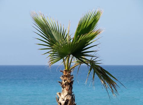 Palm tree on the beach.