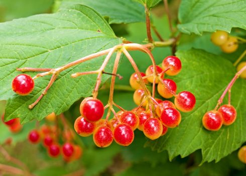 Bunches of red snowball tree berries (Viburnum opulus)