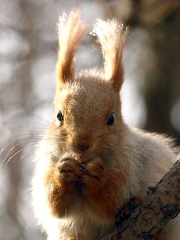 Red squirrel is eating on the tree trunk. Spring.