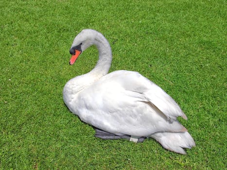 White swan sitting on the green grass