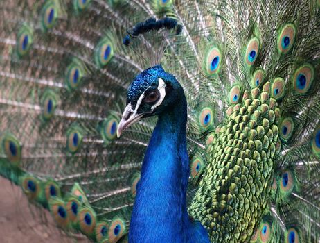 Indian peacock showing its feathers (Pavo cristatus). This image has been converted from a RAW-format.