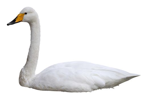 Beautiful white swan isolated over white. Clipping path.
