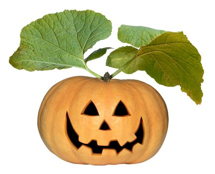 Pumpkin halloween with leaves isolated over white.