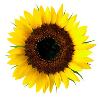 Isolated yellow sunflower on white background. Clipping path included to replace background.