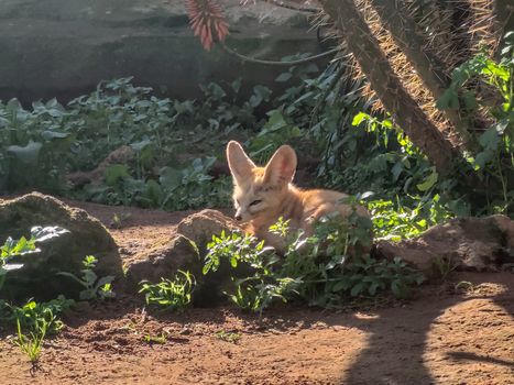 A fox looks at something. High quality photo