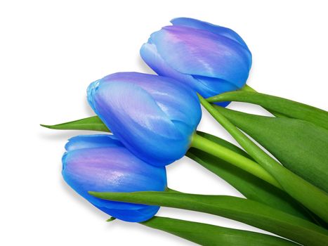 Blue tulips isolated on white background