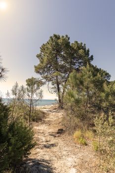 Passage between pine trees going to a beach with blue sky, Ghisonaccia, Corsica, France, Europe