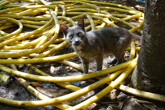 a cat with a surprised look in a yellow hose