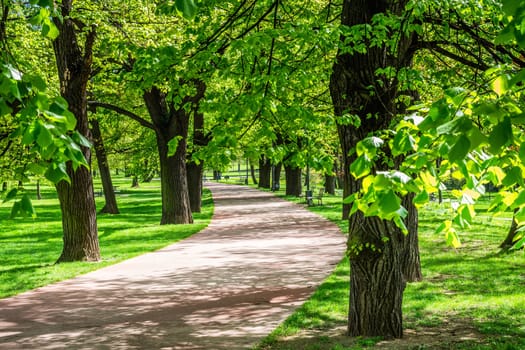 Green park with lawn and trees in a city
