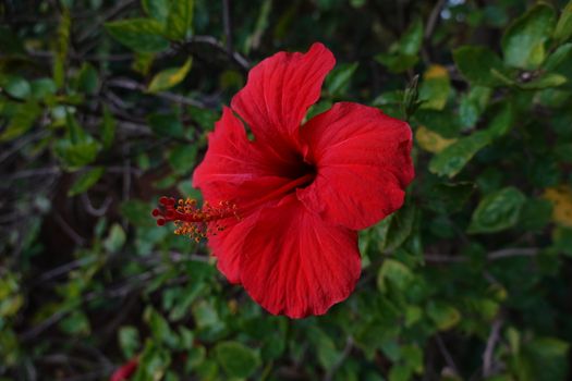 a beautiful lonly red flower with a green background.